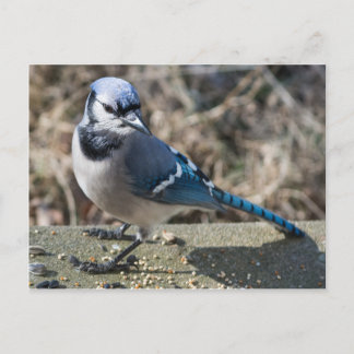 Blue Jay Postcard