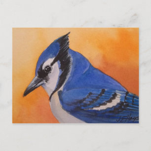 Blue Jay Postcard
