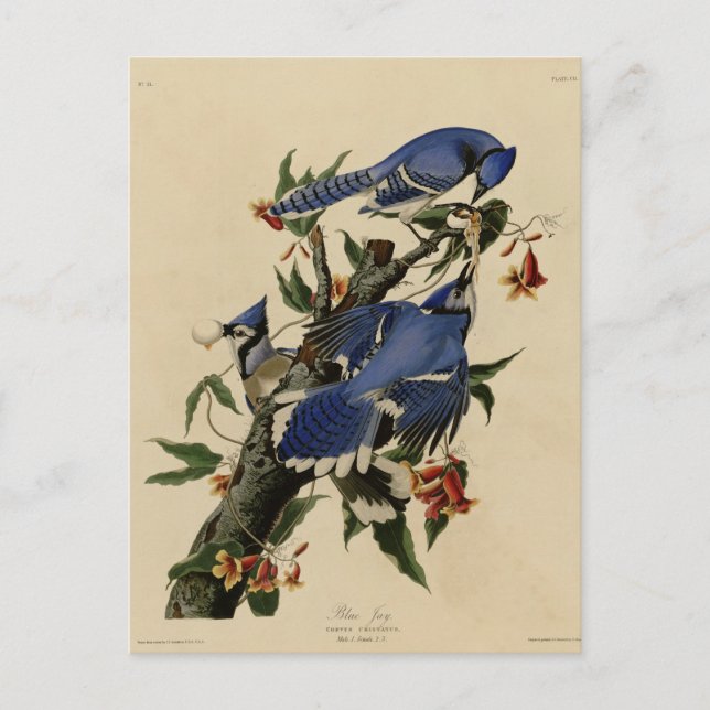 Blue Jay Postcard (Front)