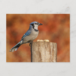 Blue Jay Postcard