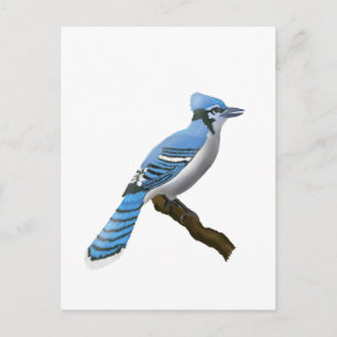 Blue Jay Postcard