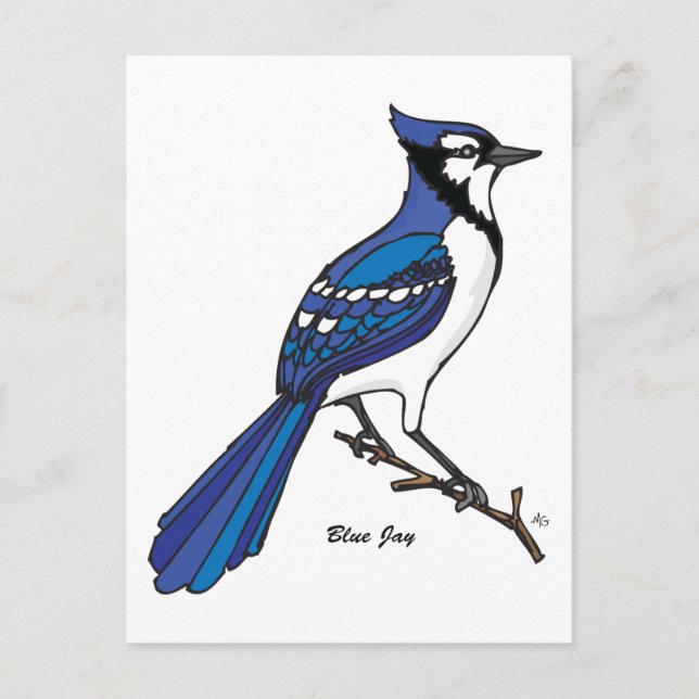 BLUE JAY POSTCARD (Front)
