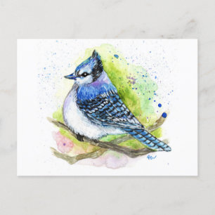 Blue Jay Postcard