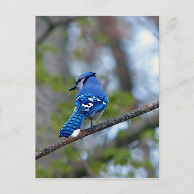 Blue Jay Postcard (Front)