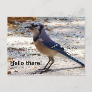 Blue Jay postcard