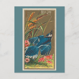 Blue Jay Postcard
