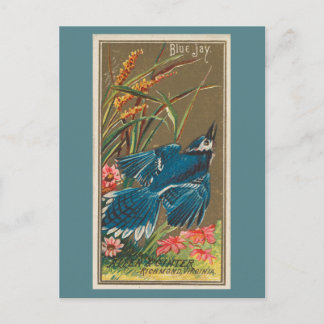 Blue Jay Postcard