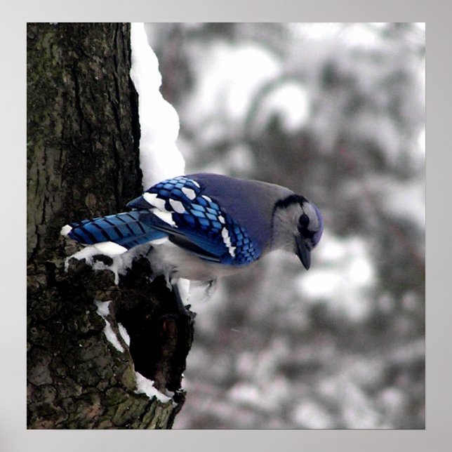 Blue Jay Poster / Print (Front)
