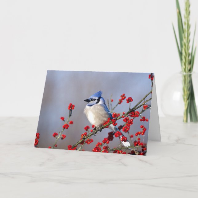 Blue Jay Resting on Hawthorn Tree Holiday Card (Front)