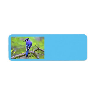 Blue Jay Return  Address Labels by Reay of Light