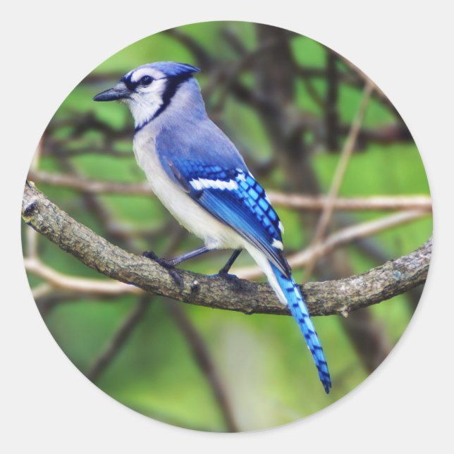 Blue Jay Round Sticker (Front)