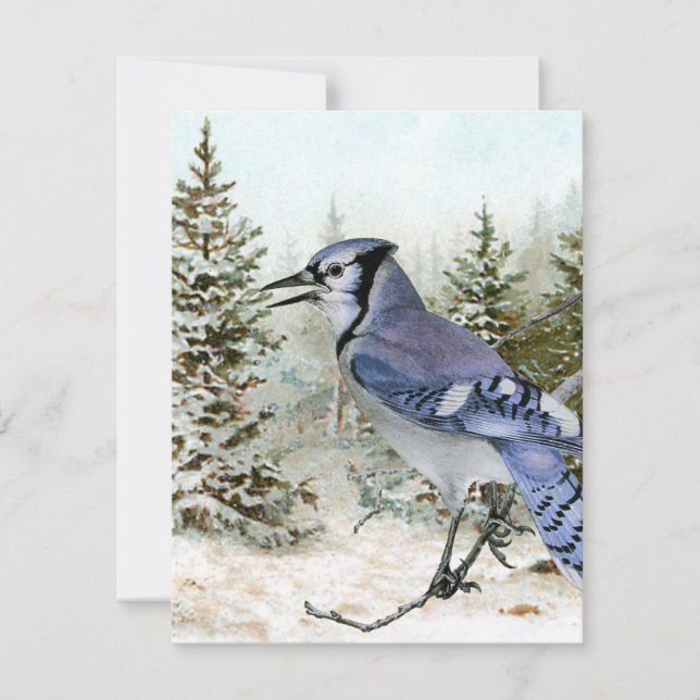 Blue Jay Snow Forest Christmas Holiday Bird Nature (Front)