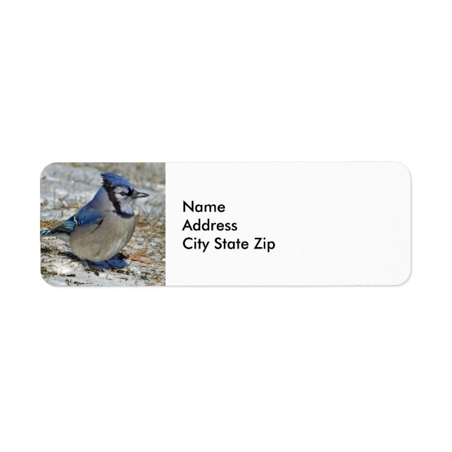 Blue Jay Snow Photo (Front)