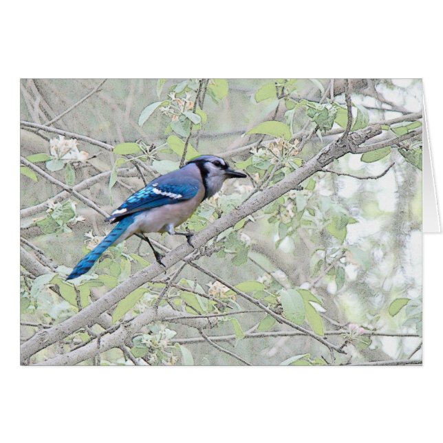 Blue Jay Songbird (Front Horizontal)