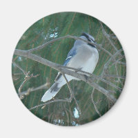 Blue Jay Songbird (Cyanocitta cristata)