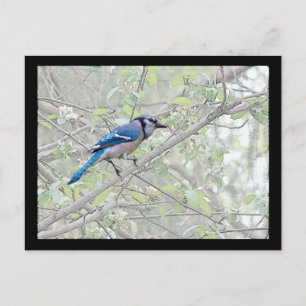 Blue Jay Songbird Postcard