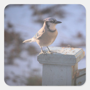 Blue Jay Square Sticker