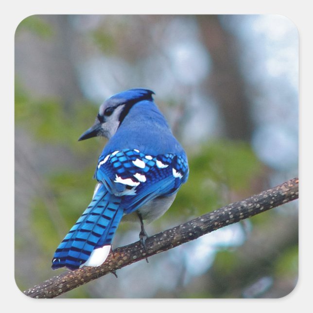 Blue Jay Square Sticker (Front)