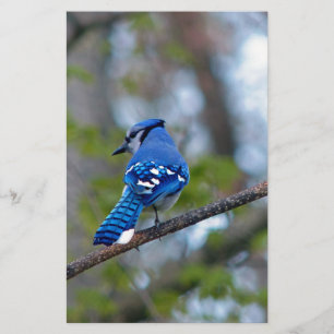 Blue Jay Stationery