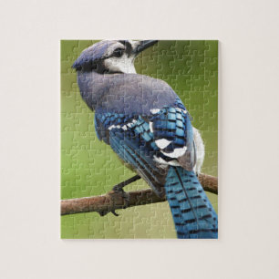 Blue Jay thinking of you friend family mum dad Jigsaw Puzzle
