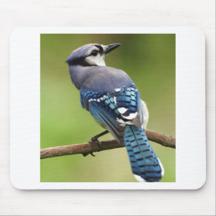 Blue Jay thinking of you friend family mum dad Mouse Mat