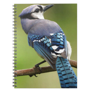 Blue Jay thinking of you friend family mum dad Notebook