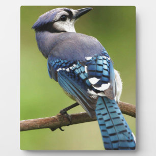 Blue Jay thinking of you friend family mum dad Plaque