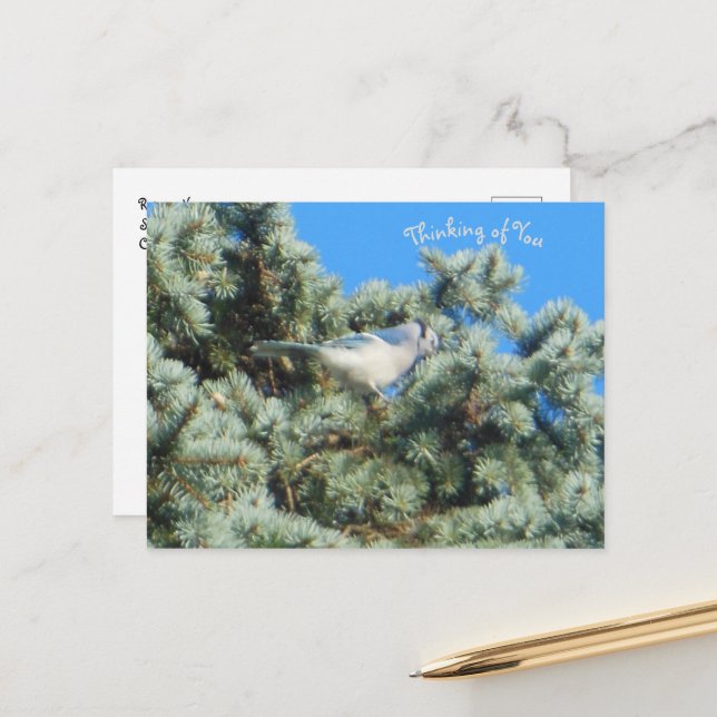 Blue Jay Thinking of You Postcard (Front/Back In Situ)