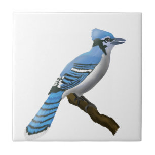 Blue Jay Tile