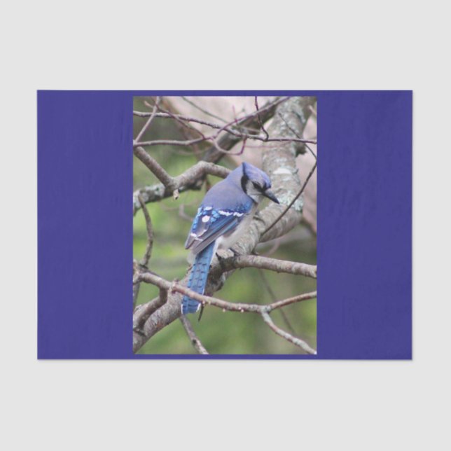 Blue Jay Tissue Paper (Front)