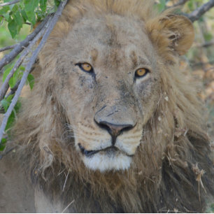 Blue Jay Trucker Hat