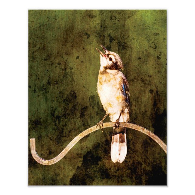 Blue Jay Wall Art Print 11x14 (Front)