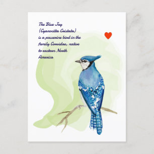 Blue jay watercolor painting holiday postcard