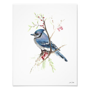 Blue Jay Watercolor Photo Print