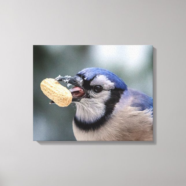 Blue jay with a peanut canvas print (Front)