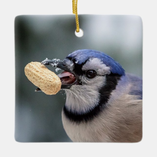 Blue jay with a peanut ceramic tree decoration (Front)