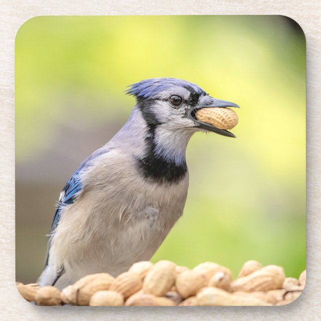 Blue jay with a peanut coaster (Front)