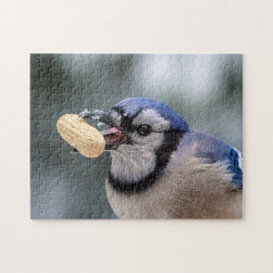 Blue jay with a peanut jigsaw puzzle