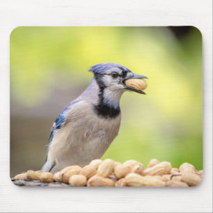 Blue jay with a peanut mouse mat
