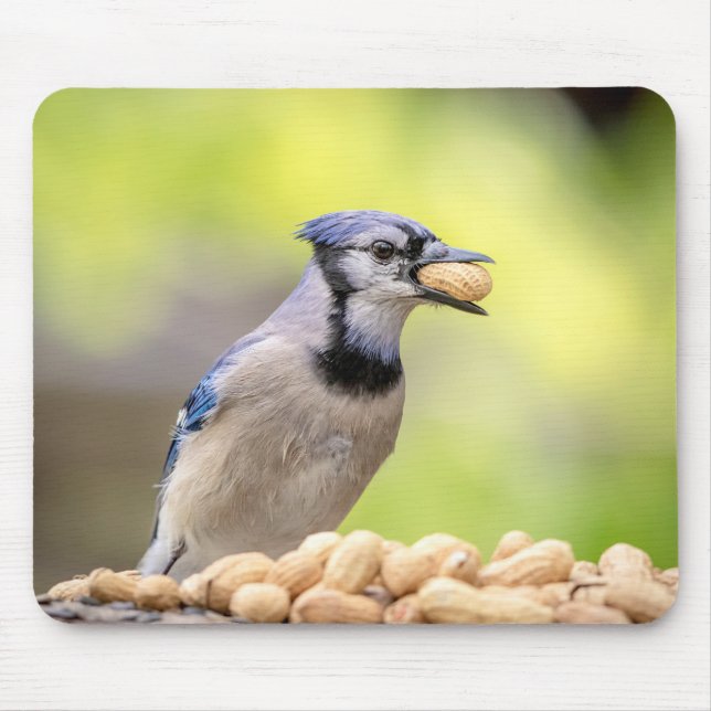 Blue jay with a peanut mouse mat (Front)