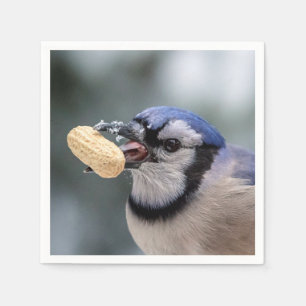 Blue jay with a peanut napkin
