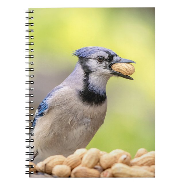 Blue jay with a peanut notebook (Front)