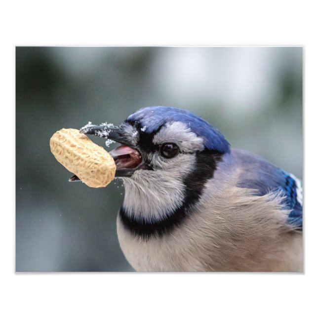 Blue jay with a peanut photo print (Front)