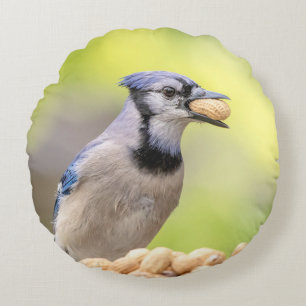 Blue jay with a peanut round cushion