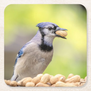 Blue jay with a peanut square paper coaster