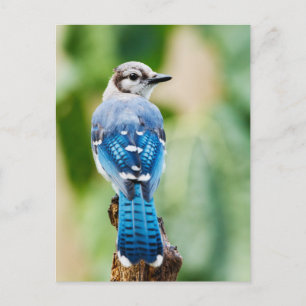 Blue Jay with Close-up of Feathers Photo Postcard