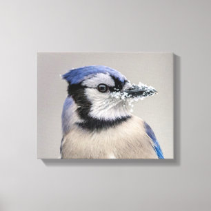 Blue jay with snow on his beak canvas print