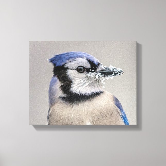 Blue jay with snow on his beak canvas print (Front)