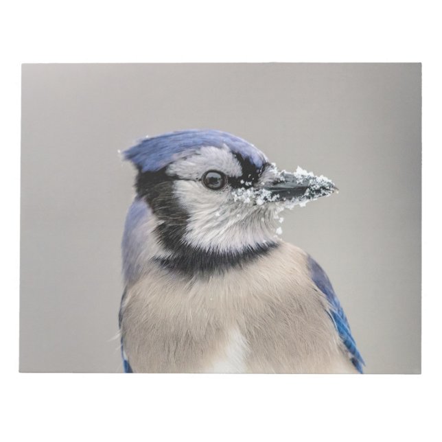 Blue jay with snow on his beak notepad (Front)
