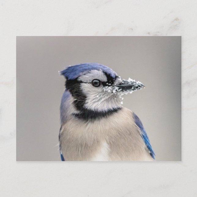 Blue jay with snow on his beak postcard (Front)